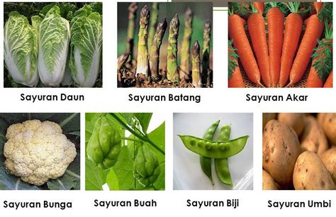 Jenis-Jenis Tanaman Sayuran | Mikirbae